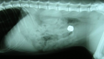 Radiografía Cascabel Intestino Gato
