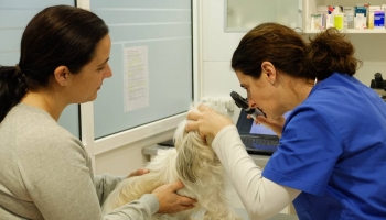 Consulta veterinaria en Alicante